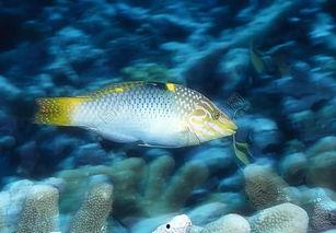 海洋鱼类视频爆料,揭秘海洋鱼类神秘生活 第1张 海洋鱼类视频爆料,揭秘海洋鱼类神秘生活 第1张