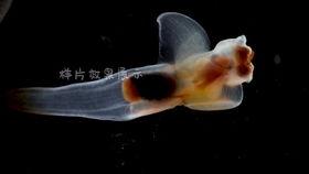 海洋鱼类视频爆料,揭秘海洋鱼类神秘生活 第3张 海洋鱼类视频爆料,揭秘海洋鱼类神秘生活 第3张